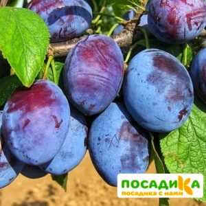 Слива Чачакская ранняя купить по цене от 229.00р. в интернет-магазине «Посадика» с доставкой почтой в в Липкие и по всей России – [изображение №1].