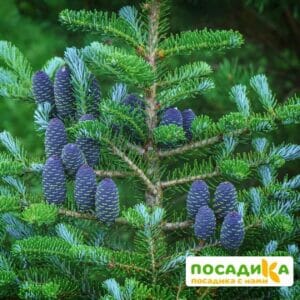 Пихта корейская (Abies koreana) купить по цене от 450.00р. в интернет-магазине «Посадика» с доставкой почтой в в Липкие и по всей России – [изображение №1].