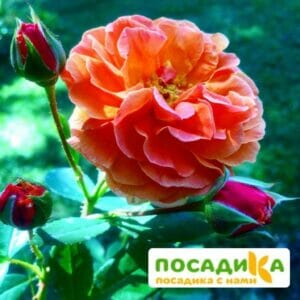 Роза Арабия купить по цене от 350.00р. в интернет-магазине «Посадика» с доставкой почтой в в Липкие и по всей России – [изображение №1].