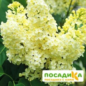 Сирень Примроуз (Primrose) купить по цене от 529.00р. в интернет-магазине «Посадика» с доставкой почтой в в Липкие и по всей России – [изображение №1].