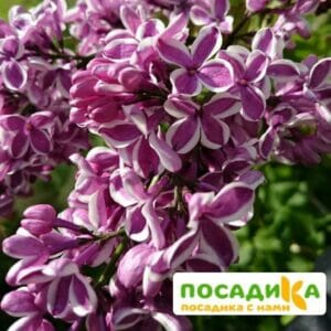 Сирень Сенсация купить по цене от 529.00р. в интернет-магазине «Посадика» с доставкой почтой в в Липкие и по всей России – [изображение №1].