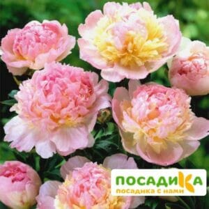 Пион Распберри Сандей (Paeonia Raspberry Sundae) купить по цене от 959р. в интернет-магазине «Посадика» с доставкой почтой в в Липкие и по всей России – [изображение №1].