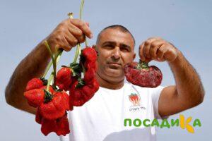 Клубника Гигант Джорнея купить по цене от 266р. в интернет-магазине «Посадика» с доставкой почтой в в Липкие и по всей России – [изображение №1].