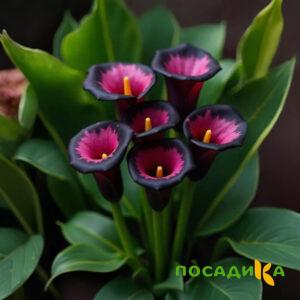 Калла Аура Лейс купить по цене от 400р. в интернет-магазине «Посадика» с доставкой почтой в в Липкие и по всей России – [изображение №1].