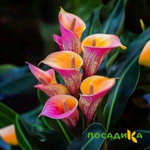 Калла Оникс купить по цене от 450р. в интернет-магазине «Посадика» с доставкой почтой в в Липкие и по всей России – [изображение №1].