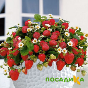 Клубника Рубиновый Шепот (горшечная) купить по цене от 240р. в интернет-магазине «Посадика» с доставкой почтой в в Липкие и по всей России – [изображение №1].