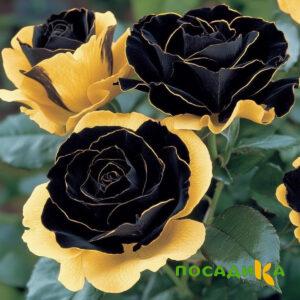 Роза Ханни Сикл купить по цене от 700р. в интернет-магазине «Посадика» с доставкой почтой в в Липкие и по всей России – [изображение №1].