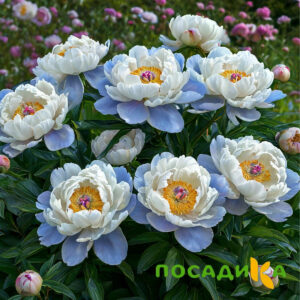 Пион акварельный Этюд купить по цене от 806р. в интернет-магазине «Посадика» с доставкой почтой в в Липкие и по всей России – [изображение №1].