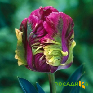 Тюльпан Экзотик Хэвен купить по цене от 186р. в интернет-магазине «Посадика» с доставкой почтой в в Липкие и по всей России – [изображение №1].