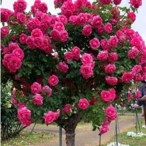 Роза Версаля купить по цене от 232р. в интернет-магазине «Посадика» с доставкой почтой в в Липкие и по всей России – [изображение №1].