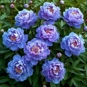 Пион Голубой лотос купить по цене от 590р. в интернет-магазине «Посадика» с доставкой почтой в в Липкие и по всей России – [изображение №1].